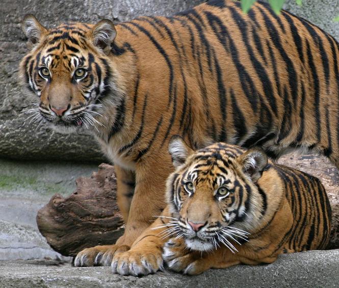 Sumatran tigers at the Kansas City Zoo.